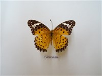 藏品(斐豹蛺蝶)的圖片